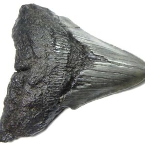 Megalodon Shark Tooth