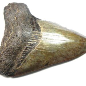Megalodon Shark Tooth