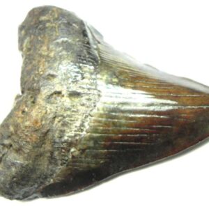 Megalodon Shark Tooth