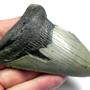 Megalodon Shark Tooth
