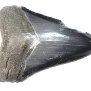 Megalodon Shark Tooth