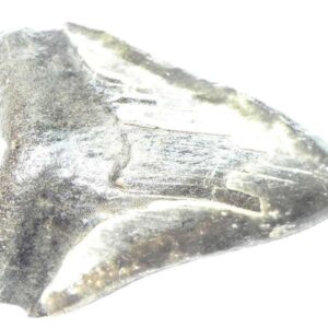 Megalodon Shark Tooth