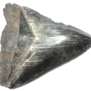 Megalodon Shark Tooth
