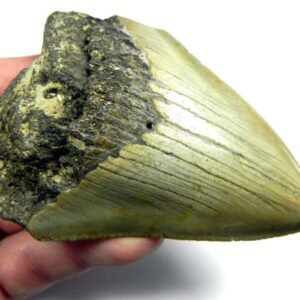 Megalodon Shark Tooth