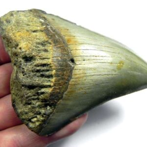 Megalodon Shark Tooth