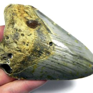 Megalodon Shark Tooth