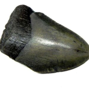 Megalodon Shark Tooth