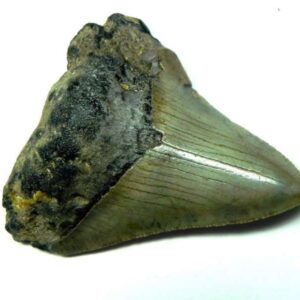 Megalodon Shark Tooth