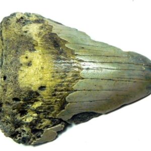 Megalodon Shark Tooth