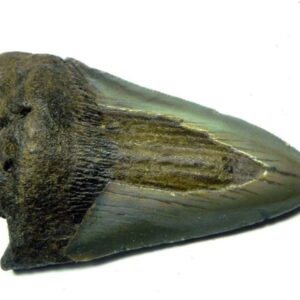 Megalodon Shark Tooth