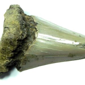 Megalodon Shark Tooth