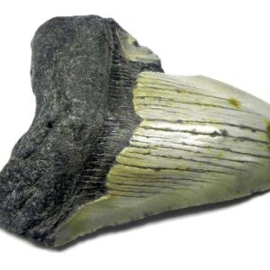 Megalodon Shark Tooth