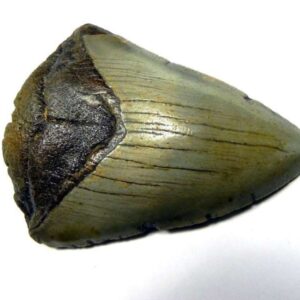 Megalodon Shark Tooth