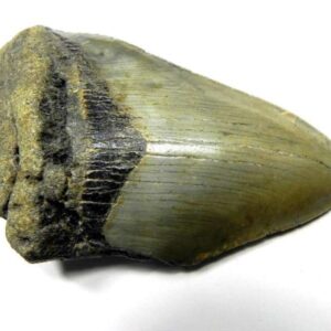 Megalodon Shark Tooth