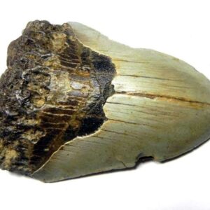 Megalodon Shark Tooth