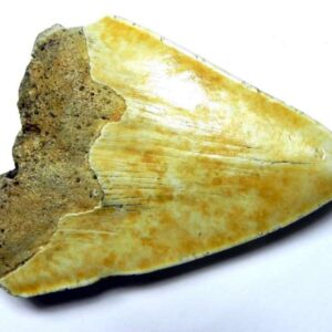 Megalodon Shark Tooth
