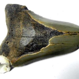 Megalodon Shark Tooth