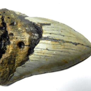 Megalodon Shark Tooth