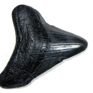 Authentic 1-inch Megalodon tooth fossil, triangular shape with natural coloration