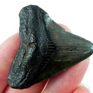 Authentic 1-inch Megalodon tooth fossil, triangular shape with natural coloration