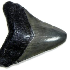 Authentic 1-inch Megalodon tooth fossil, triangular shape with natural coloration