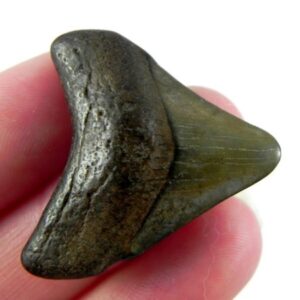 Authentic 1-inch Megalodon tooth fossil, triangular shape with natural coloration
