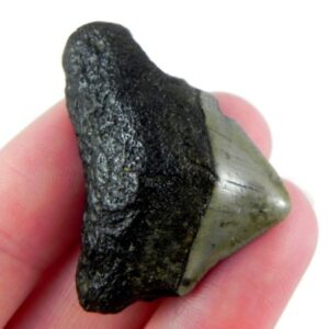 Authentic 1-inch Megalodon tooth fossil, triangular shape with natural coloration