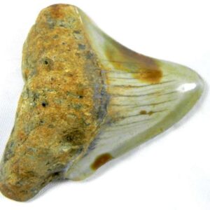 Megalodon Tooth