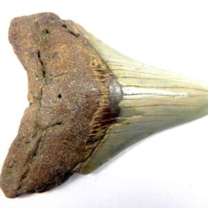 Megalodon Tooth