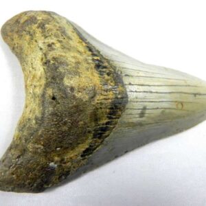 Megalodon Tooth