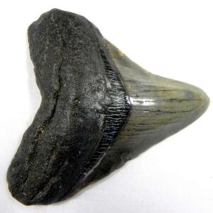 Megalodon Tooth