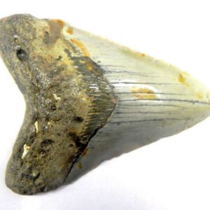 Megalodon Tooth