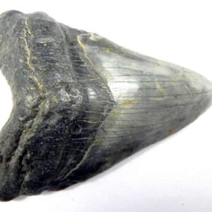 Megalodon Tooth
