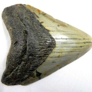 Megalodon Tooth