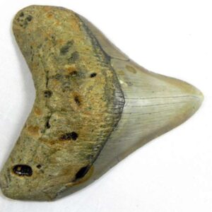 Megalodon Tooth
