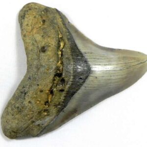 Megalodon Tooth