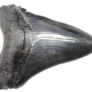 Megalodon Tooth