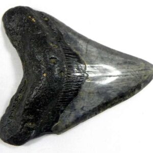 Megalodon Tooth