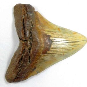 Megalodon Tooth