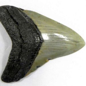 Megalodon Tooth