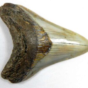 Megalodon Tooth