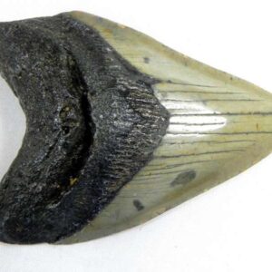 Megalodon Tooth
