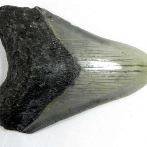 Megalodon Tooth