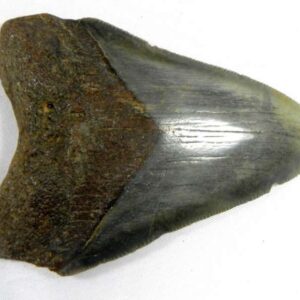 Megalodon Tooth