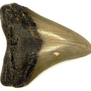 Megalodon Tooth