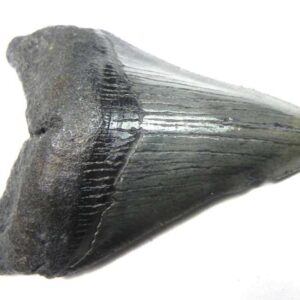 Megalodon Tooth