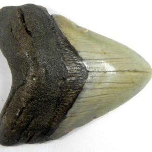 Megalodon Tooth