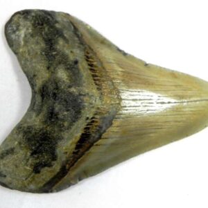 Megalodon Tooth