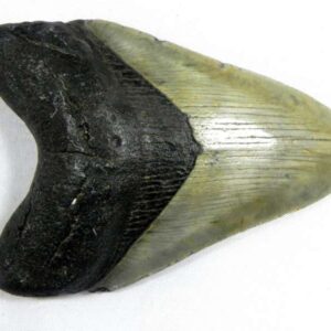 Megalodon Tooth