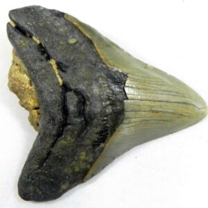 Megalodon Tooth